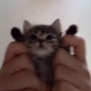 meowmeow